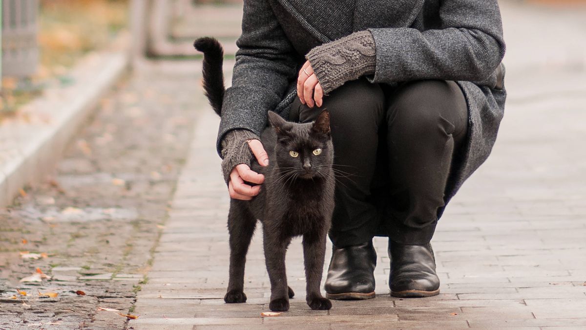 Una gata escapa del veterinario y recorre 30 kilómetros sola para volver a casa