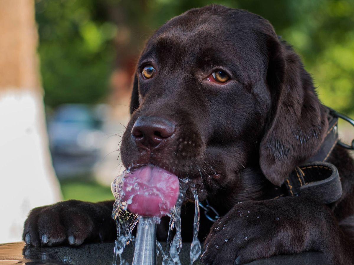Foto: Bebederos para perros para tener agua limpia y fresca (Rafael I. para Unsplash)