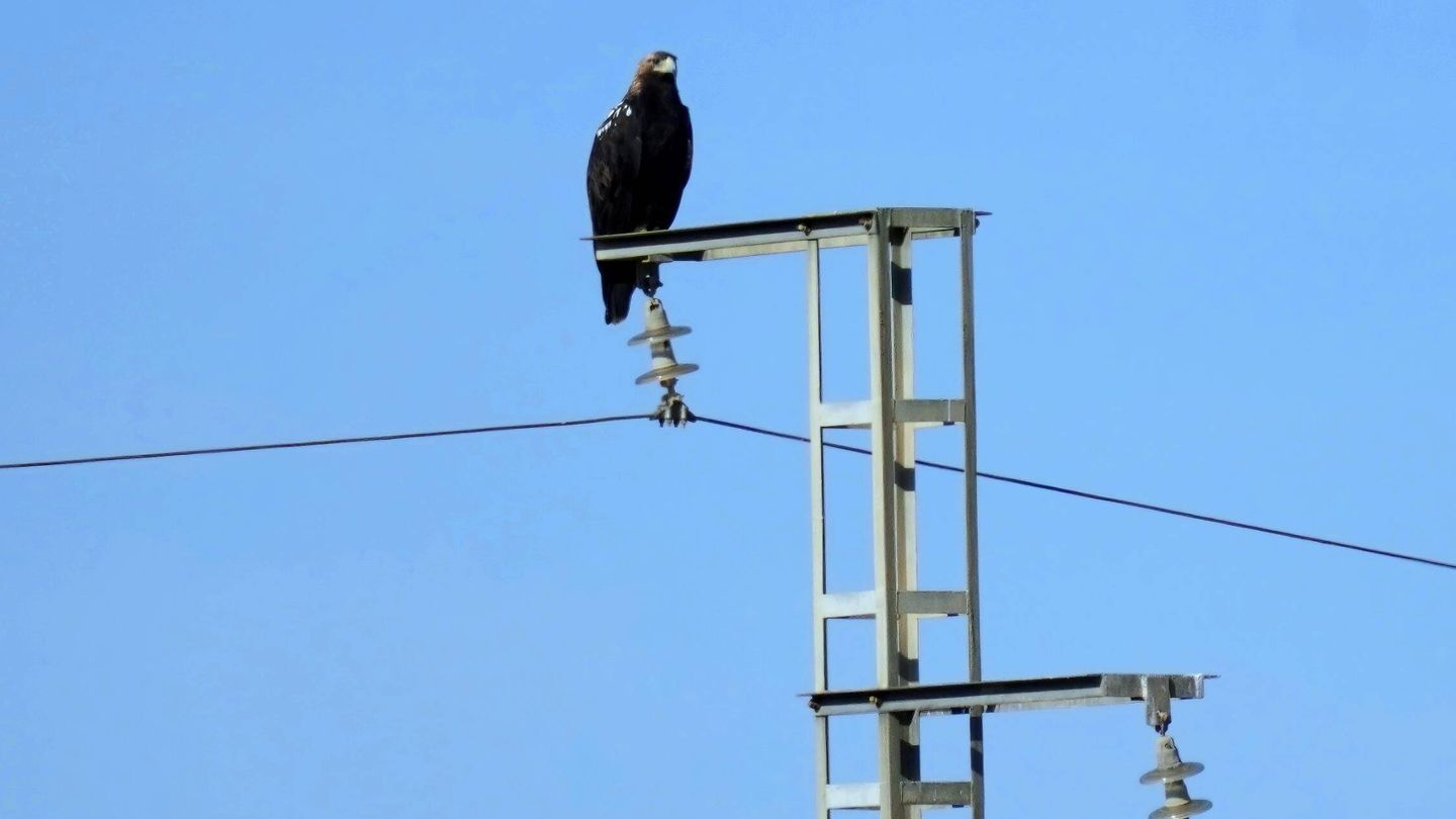 Águila imperial posada en una torre de alta tensión. (SOS Tendidos Eléctricos) 