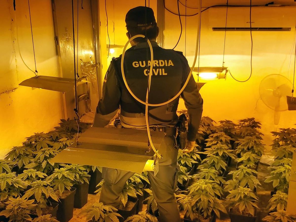 Foto: La Guardia Civil accede a un cultivo de marihuana. (Guardia Civil)