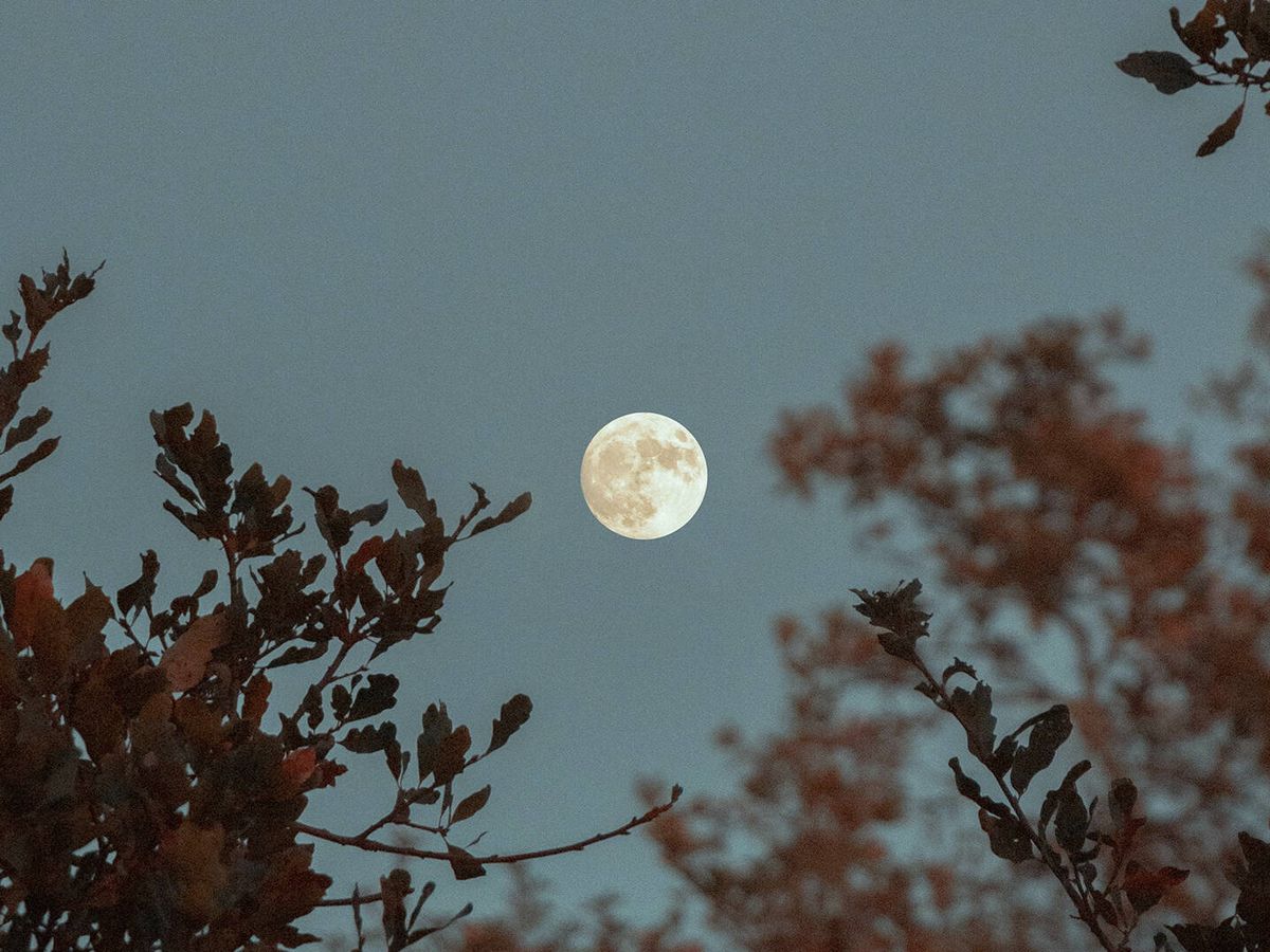 Foto: La luna de las flores (PEXELS/Griffin Wooldridge)