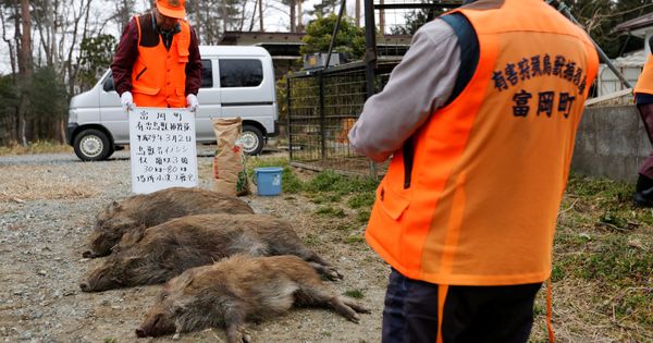 Foto: Cazadores municipales de la localidad de Tomioka identifican tres jabalíes abatidos cerca de la zona de evacuación de Fukushima, en marzo de 2017. (Reuters)