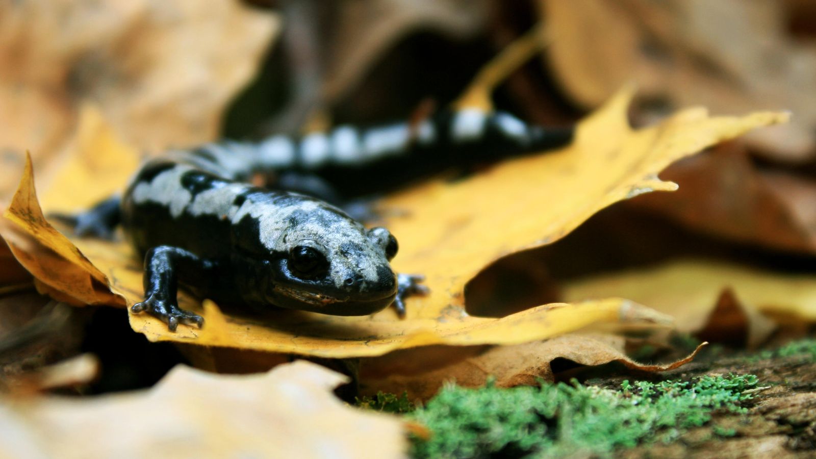 Foto: La salamandra de mármol está aumentando su distribución debido al cambio climático