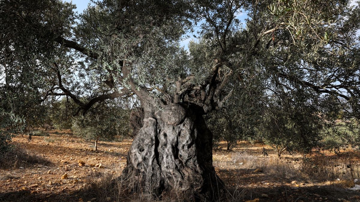 Apadrina un olivo y, de paso, ayuda a crear empleo en el campo