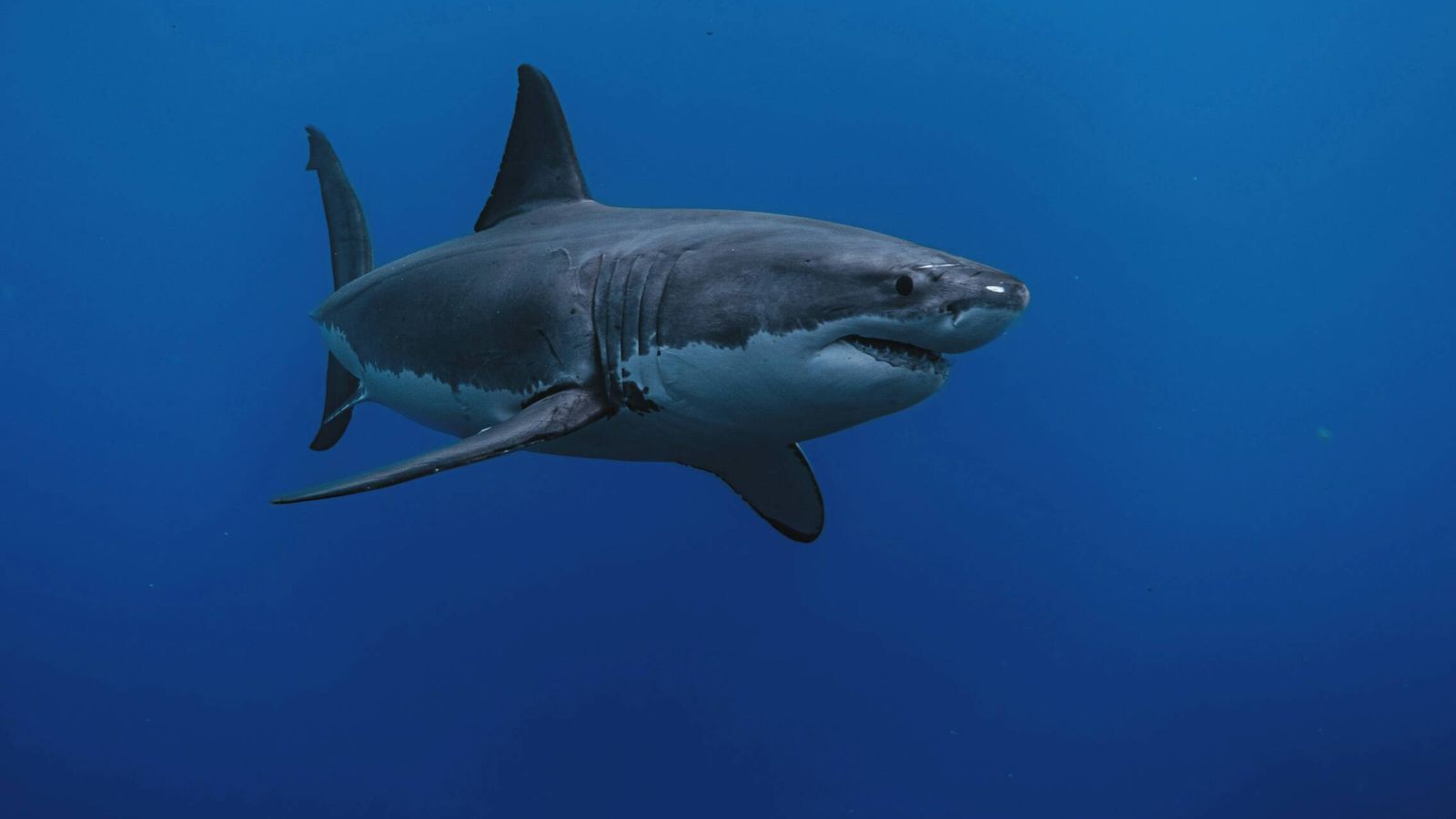 Muere una mujer al ser atacada por un tiburón en una playa del sureste de Sudáfrica