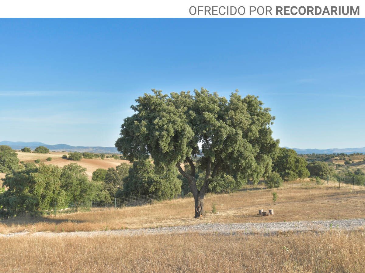 Foto: Un bosque ecológico en Madrid para depositar las cenizas de un ser querido y plantar un árbol en su recuerdo. (Foto: cortesía) 