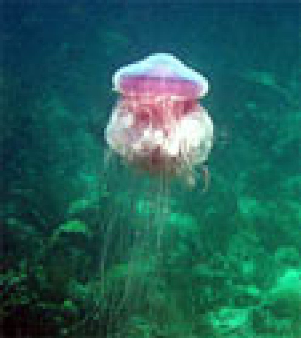 Foto: La segunda picadura de una medusa puede causar alergias muy críticas