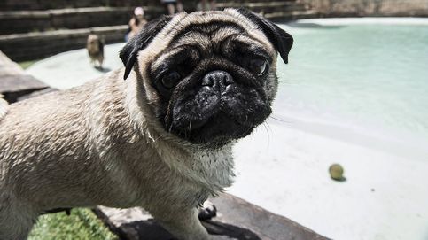 ‘Perrópolis’: así es un día en la única piscina para perros de Madrid
