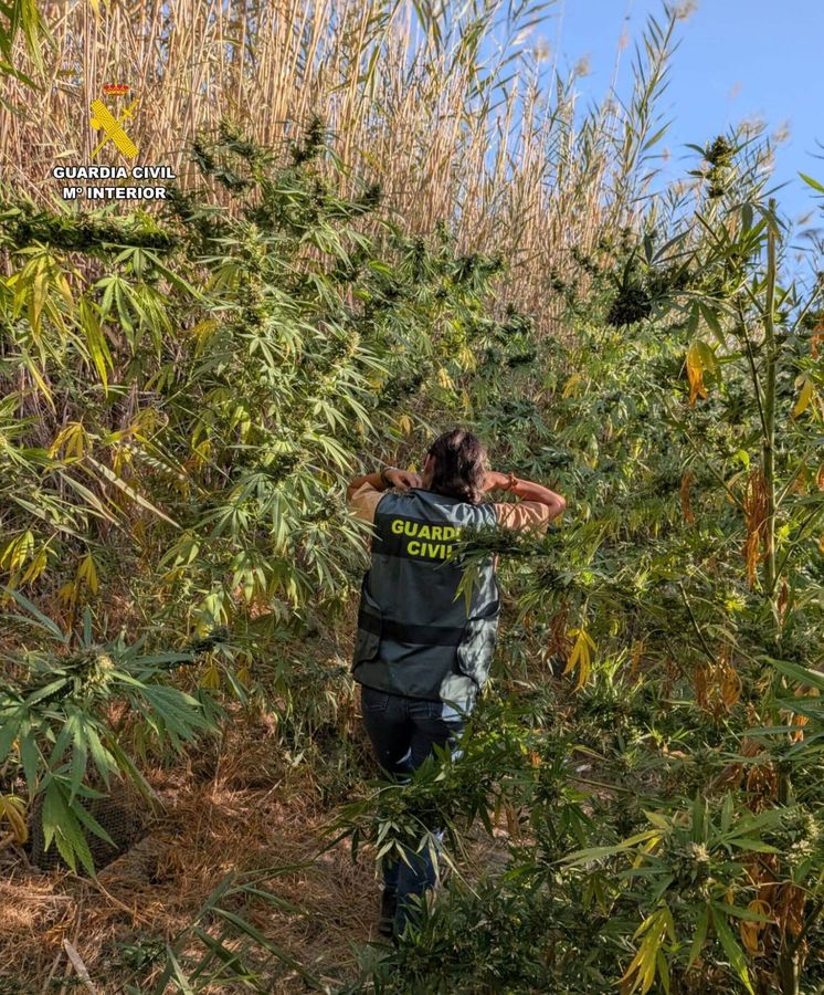 Ocho detenidos e intervenidas 770 plantas de cannabis en Pantoja (Toledo)