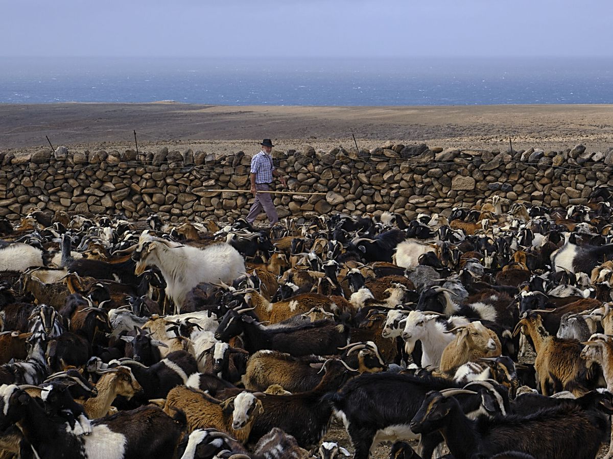 Foto: Vista de la tradicional "apañada" de cabras canarias, reagrupamiento de rebaños que es el modelo tradicional de la ganadería de Fuerteventura. (EFE/Javier Melián)