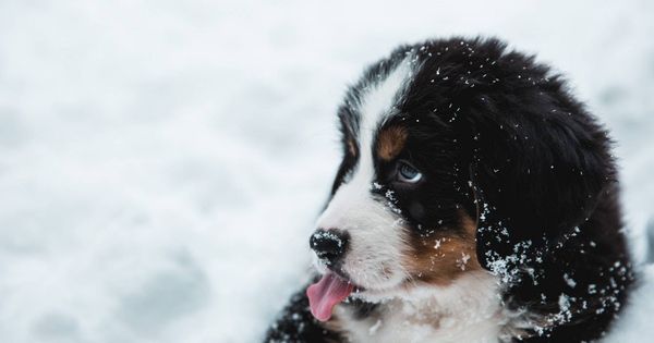 Foto: Cuida de tu mascota este invierno