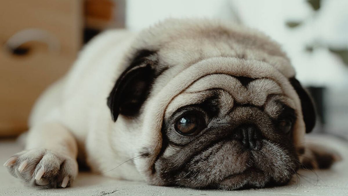Los perros también lloran, pero no como imaginas. Descubre cómo y por qué lo hacen