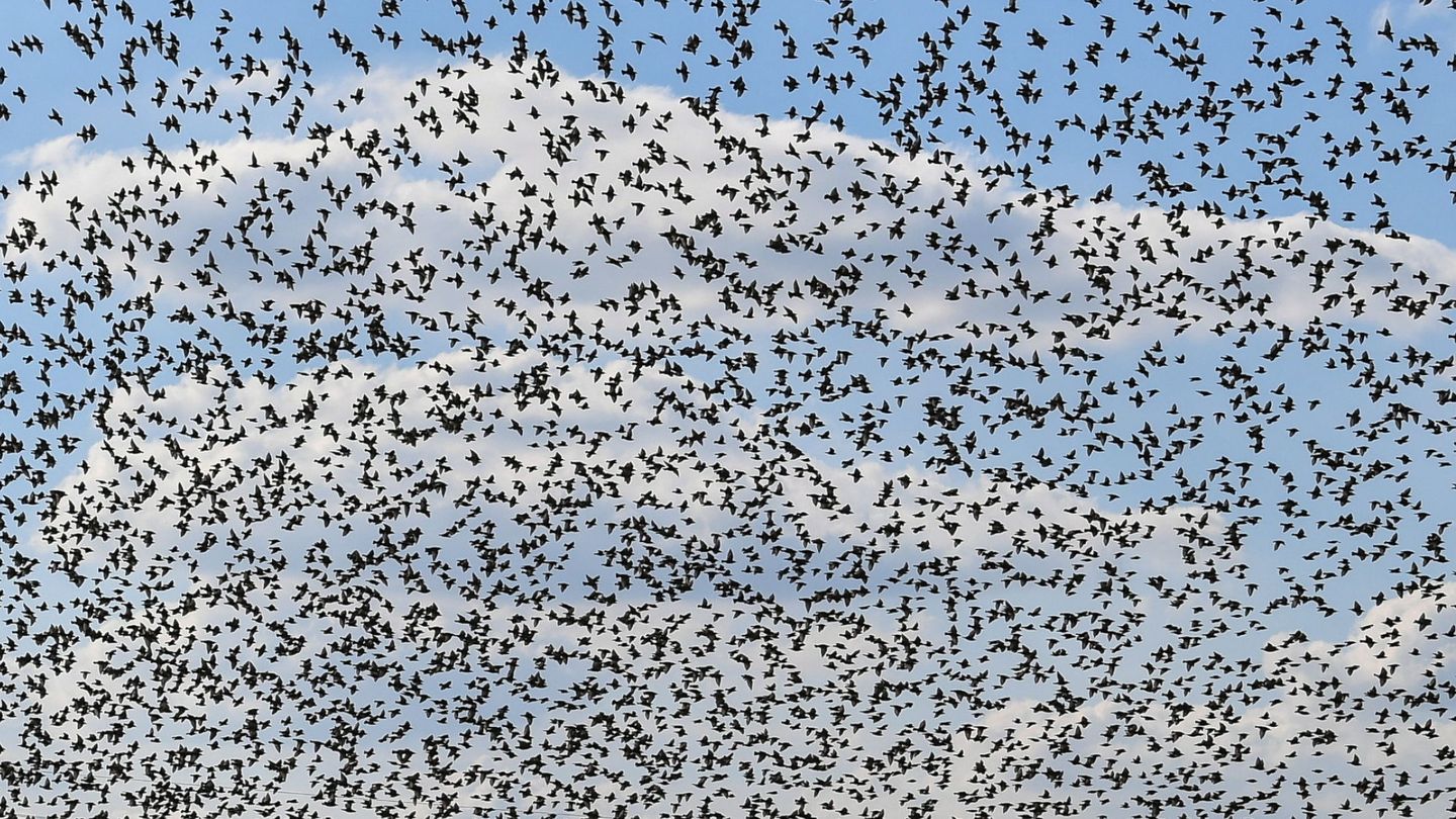 Bando de aves migratorias. (EFE/W. Jargilo)