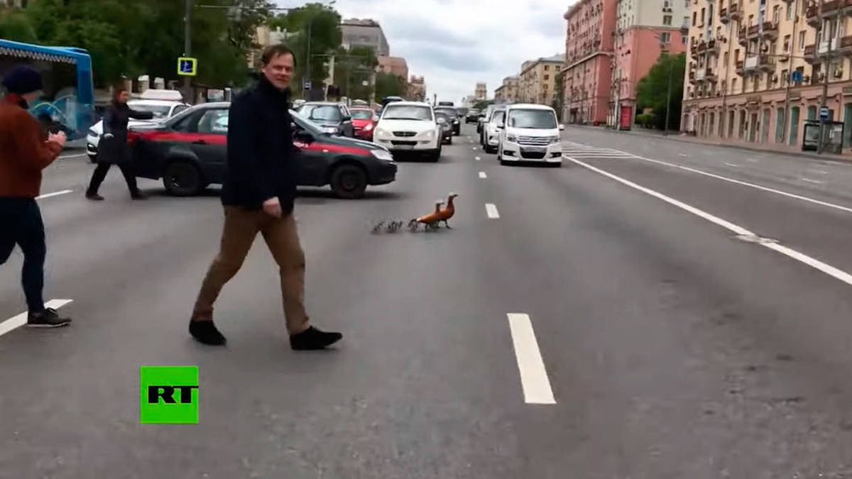 Salvar patos: el trabajo más enriquecedor de la Guardia Nacional de Rusia