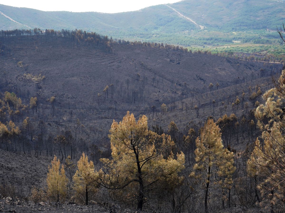 Foto: Efectos del incendio, en Pinofranqueado, en la comarca cacereña de Las Hurdes (Extremadura).  (EFE/Eduardo Palomo)