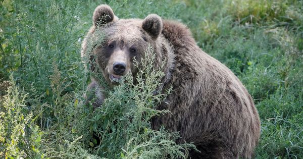 Foto: El oso, símbolo de las posiciones cortas en bolsa. (Foto: Reuters)