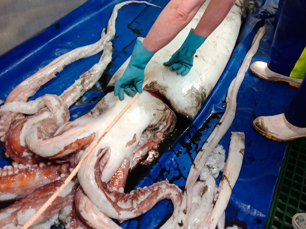 Foto: El calamar gigante medía 4 metros de longitud y pesaba 110 kilos (Foto: NIWA)
