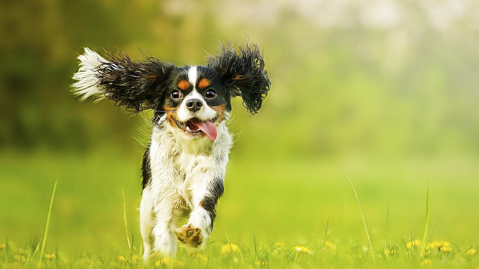 Por qué tu perro se vuelve loco de felicidad cuando llegas a casa