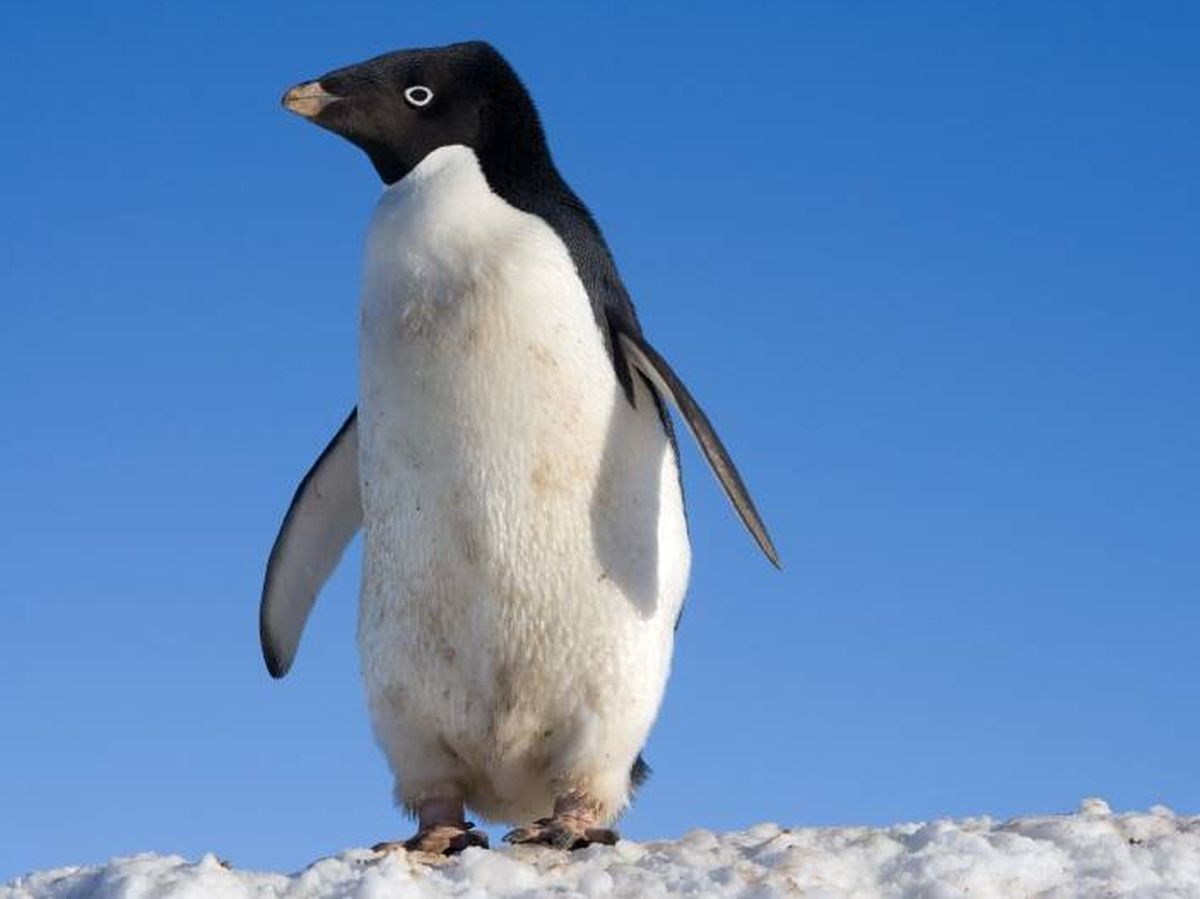 Foto: Pingüino Adelia, una de las especies afectadas. 