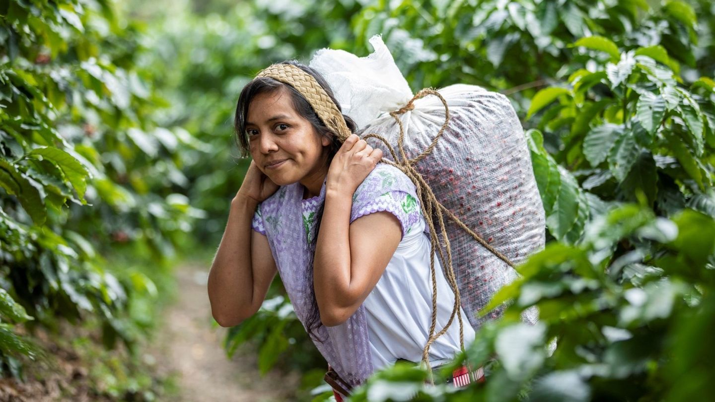 El cultivo de café es el sustento de cientos de miles de familias en todo el mundo. EFE