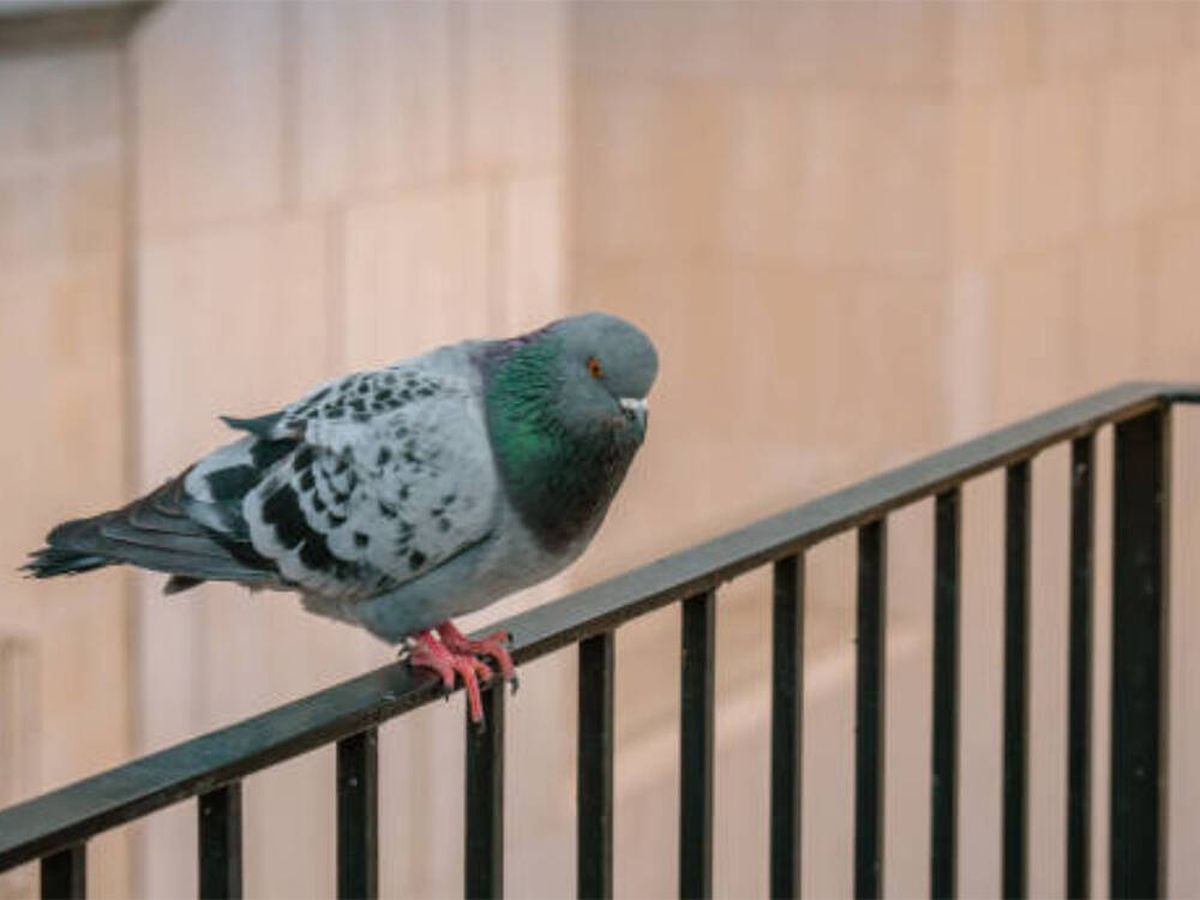 Foto: El truco para ahuyentar a las palomas de la terraza utilizando esto que tendrás en tu cocina (iStock)
