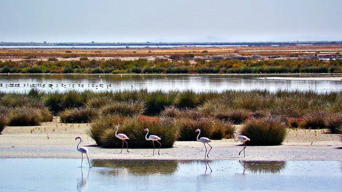 Ecologistas piden suspender la caza de aves acuáticas en Doñana a causa de la sequía