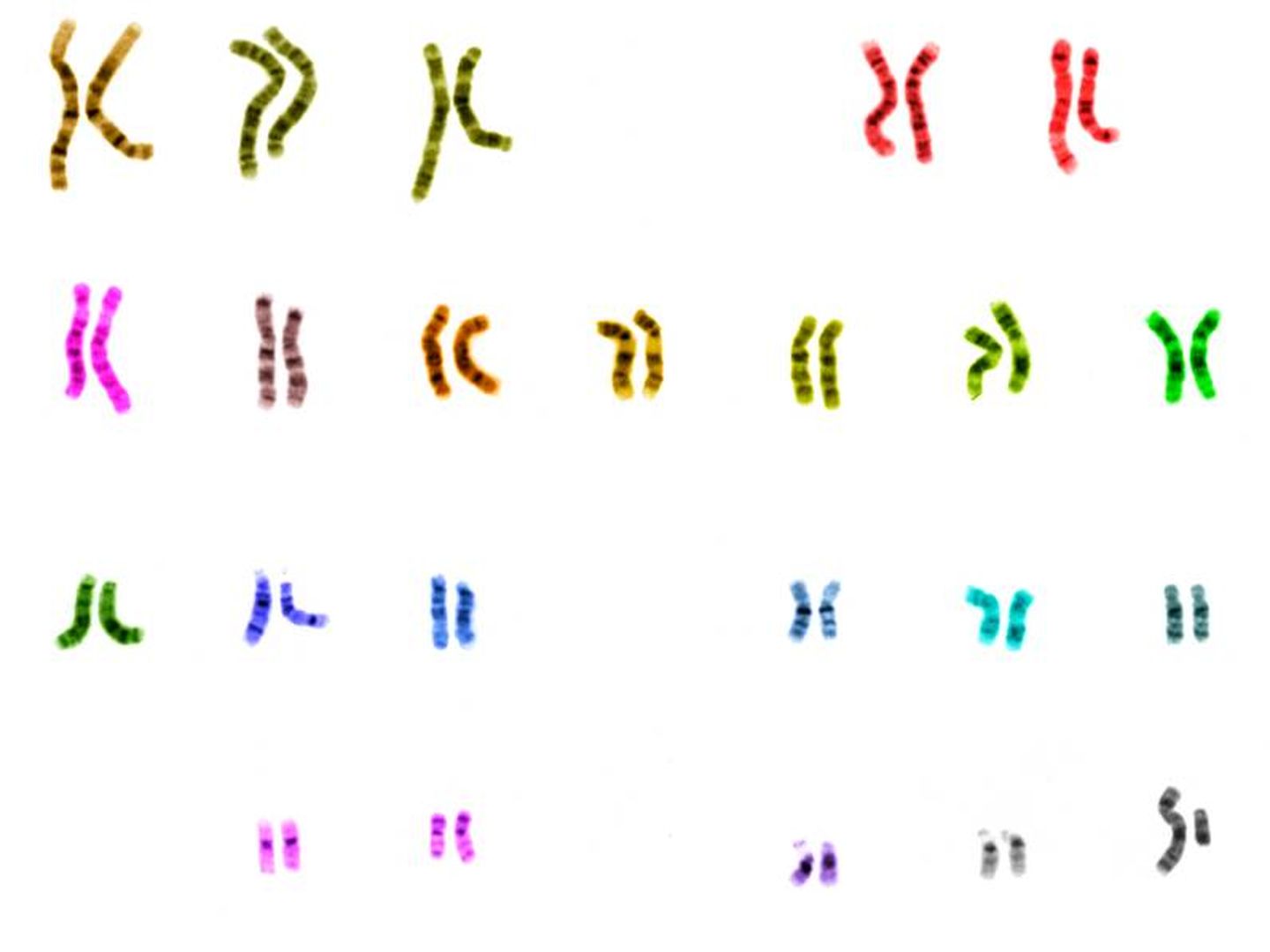 Hola, somos cromosomas.