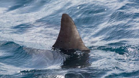 Cartílago de tiburón: ¿es realmente un ingrediente milagroso?