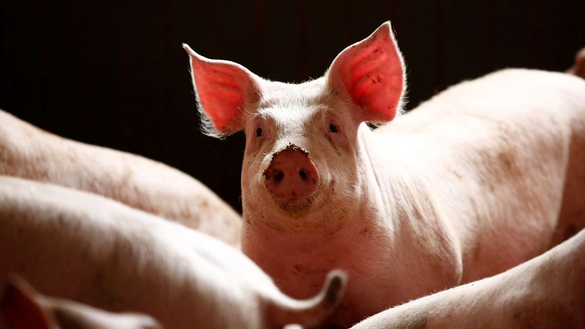 El sector porcino español, ¿daño colateral del acuerdo comercial de EEUU-China?