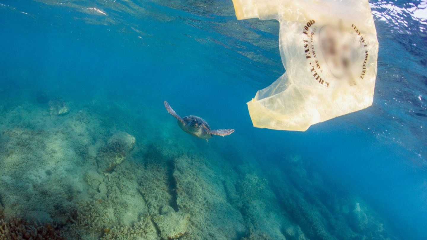 El 100% de las tortugas marinas ha consumido residuos plásticos. (EFE)