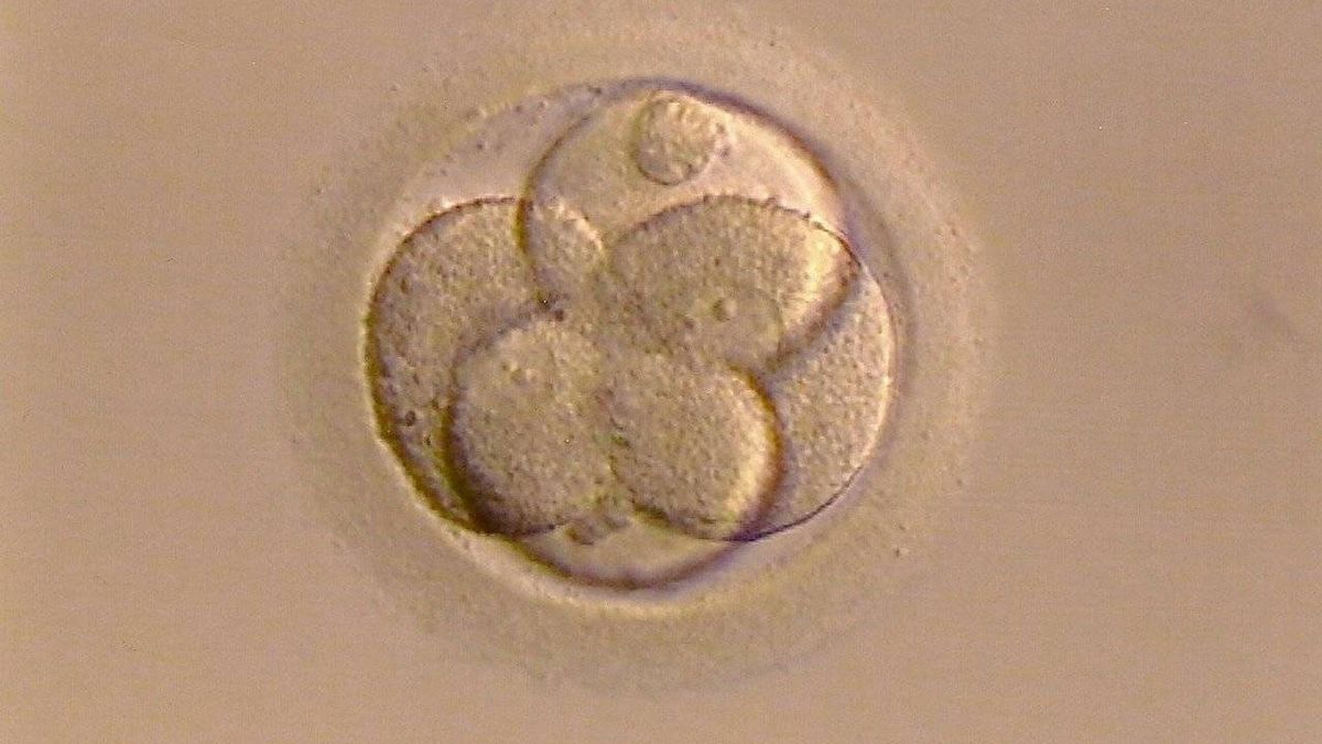 Los óvulos "eligen" el esperma: prefieren el de unos hombres frente al de otros