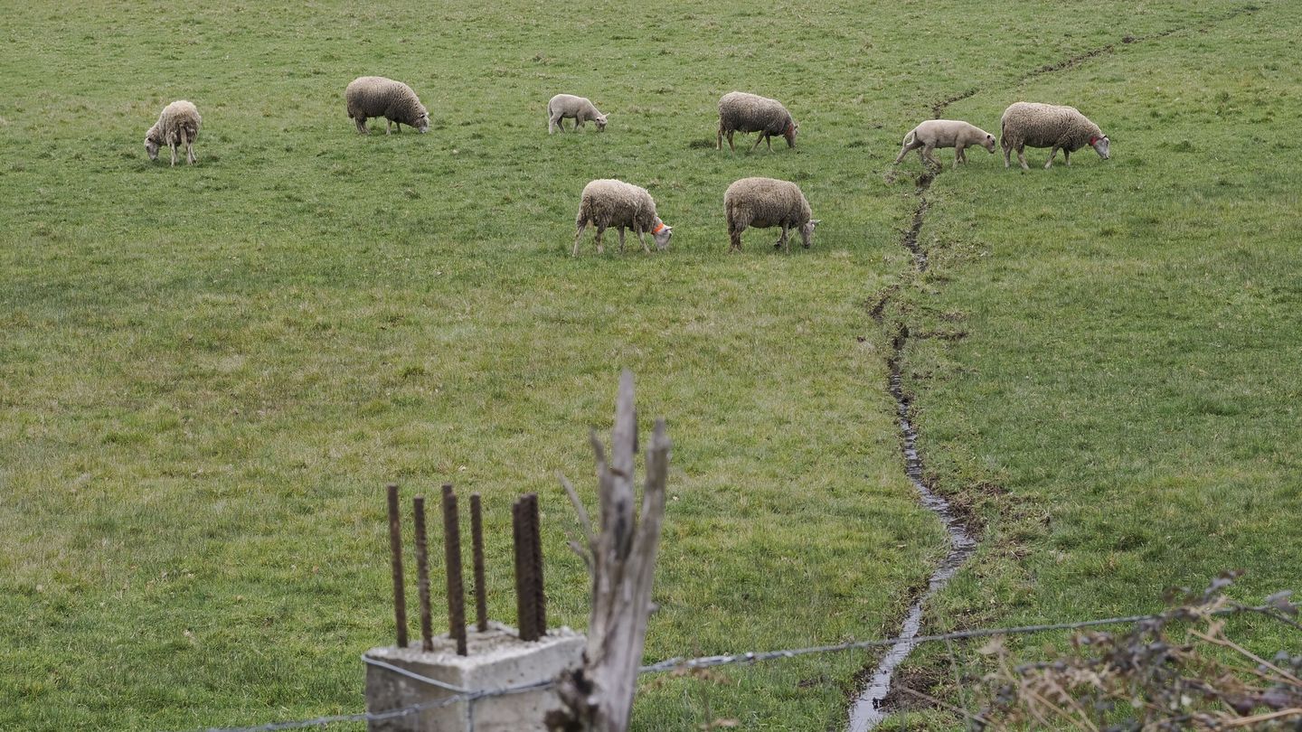 Imagen de archivo de un grupo de ovejas pastando. (EFE/Eliseo Trigo)
