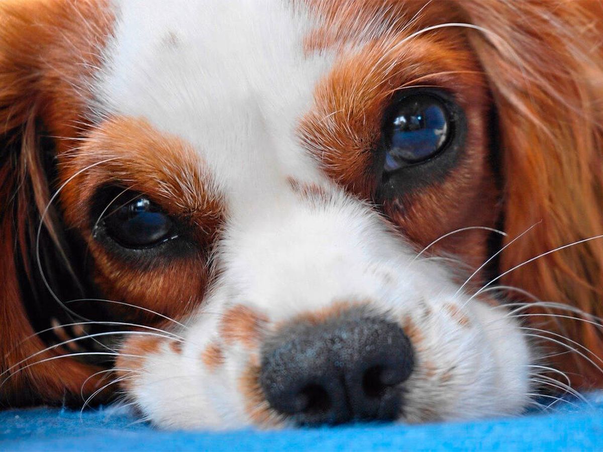 Foto: ¿Cómo se enfrenta un perro ante la muerte de otro? La ciencia responde (Pixabay)