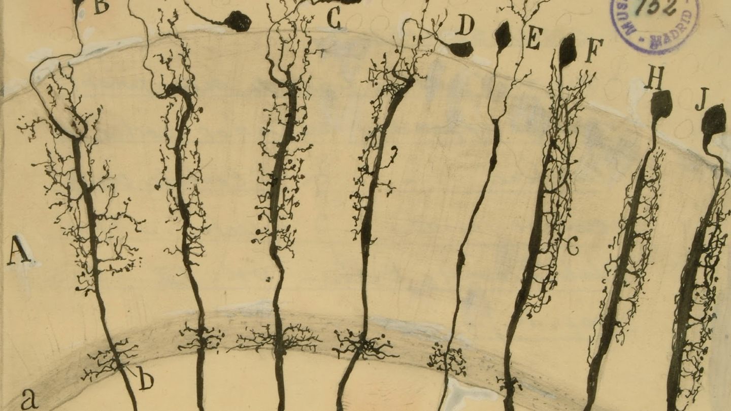 La investigación suscribe las teorías sobre circuitos funcionales de Ramón y Cajal, pionero de la neurociencia (Museo Ramón y Cajal)