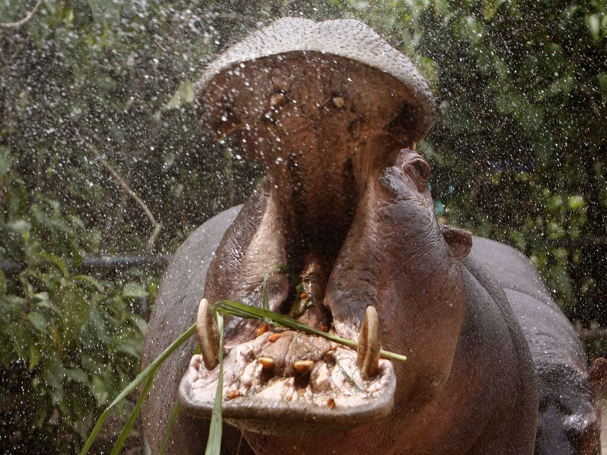 Foto: Un hipopótamo en Medellín, Colombia. (EFE)