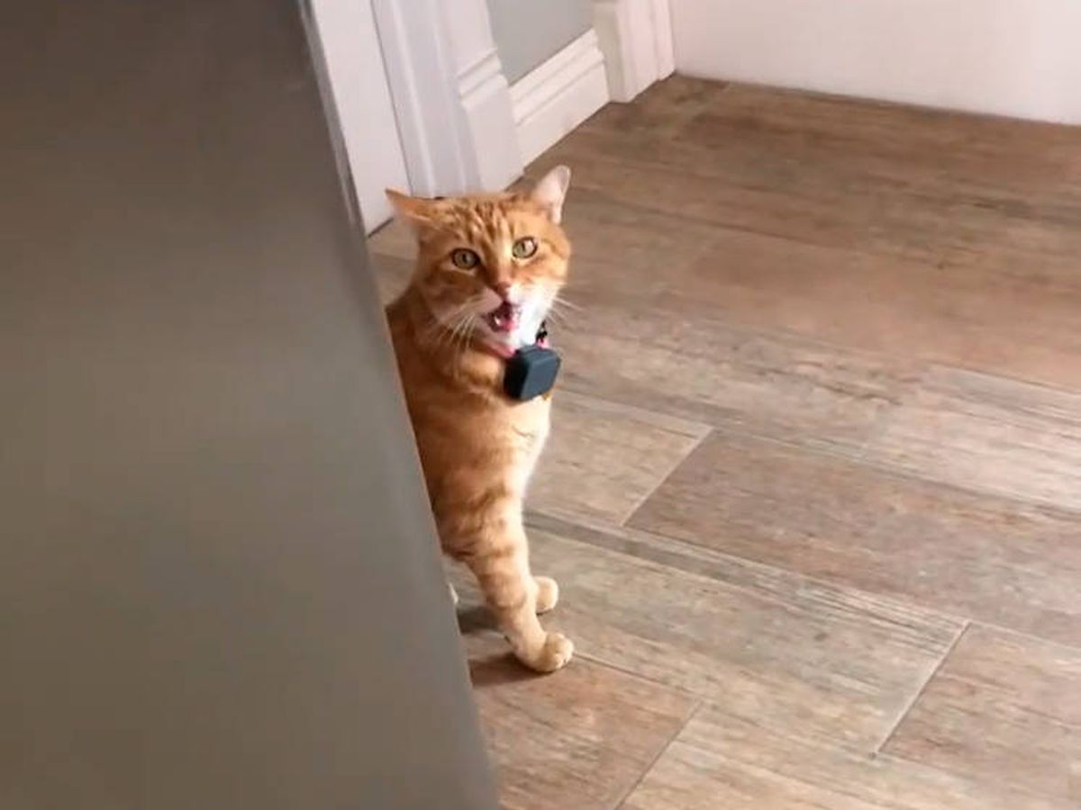 Foto: Gambino, el gato que saluda cuando sus dueños llegan a casa (Instagram)
