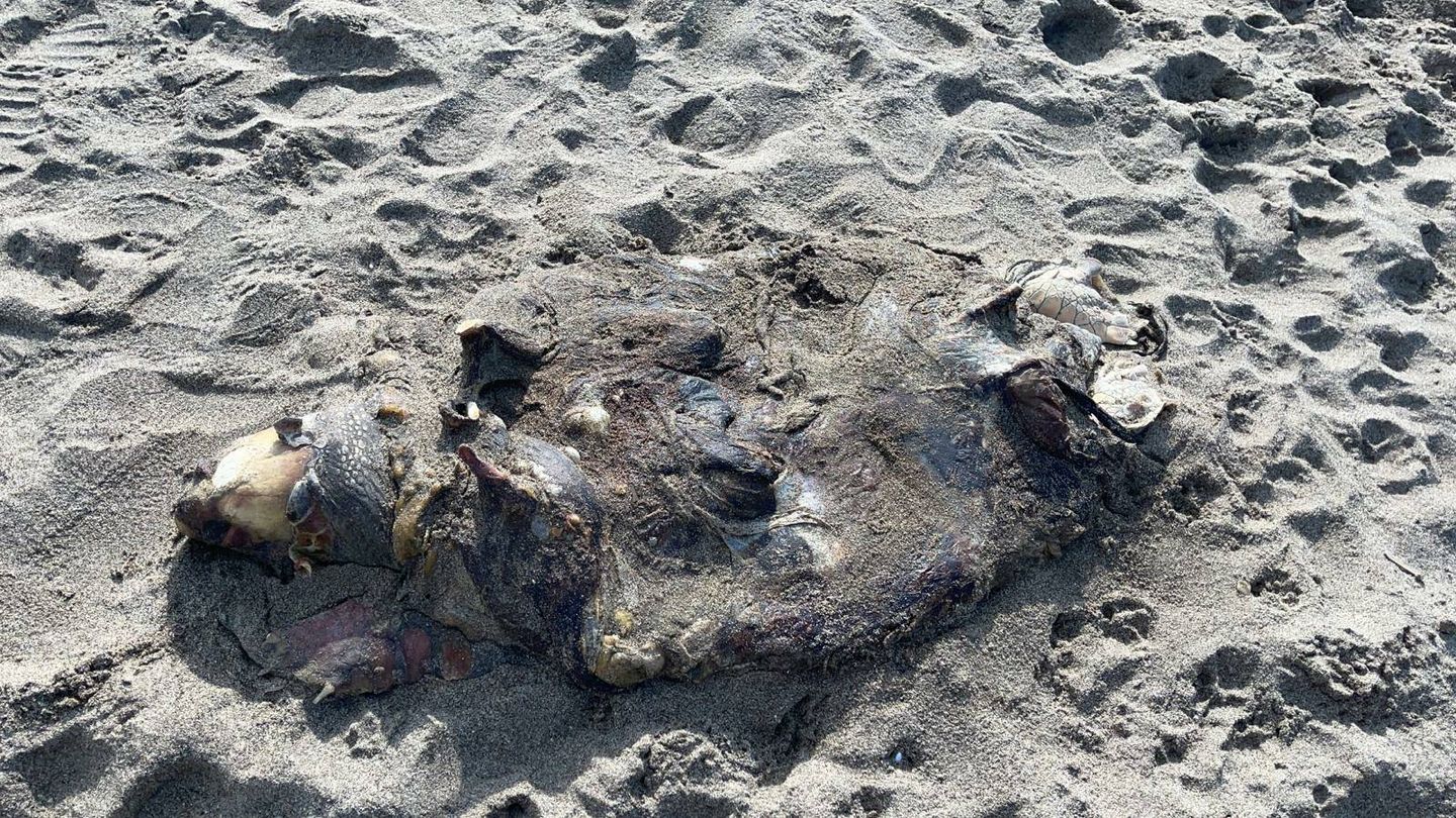 Tortuga muerta hallada en la playa.
