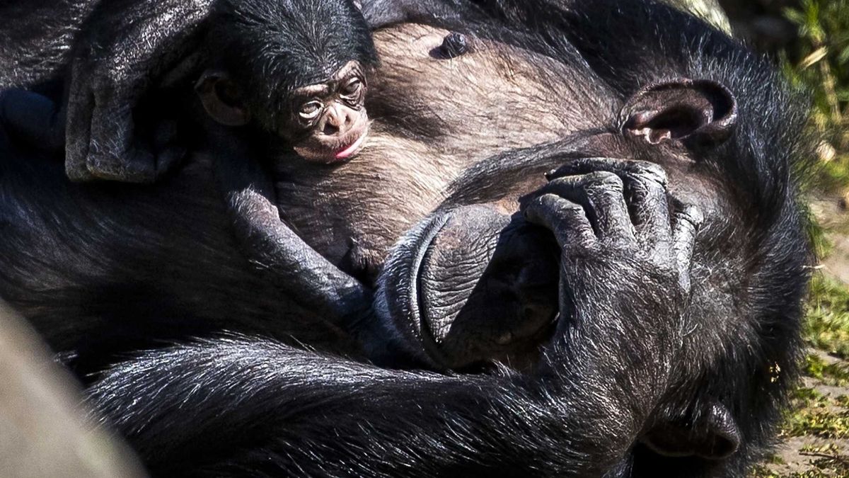 Hallan un hueso en el corazón de chimpancés, ¿podría existir en humanos?