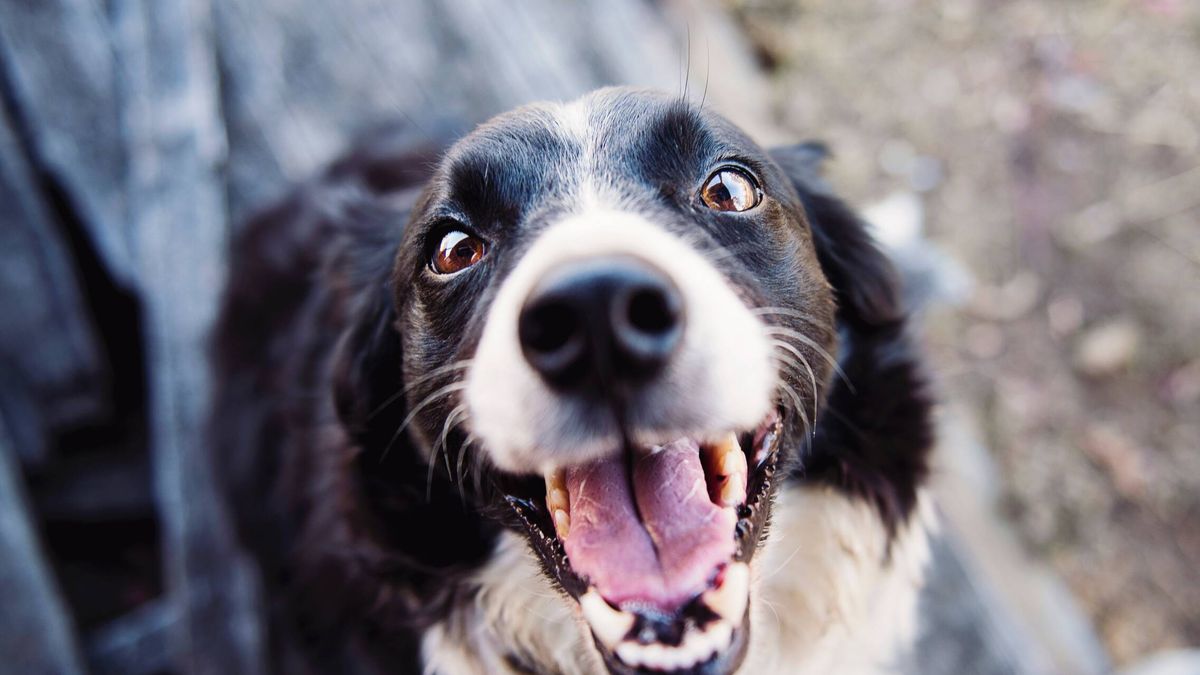 Según la ciencia, estos son los factores que moldean la personalidad de tu perro