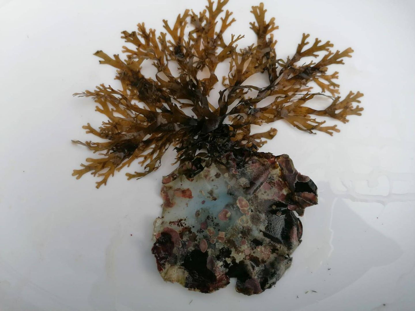 La capacidad de adaptación al medio del alga invasora es muy alta. En la imagen, el alga fijada a un fondo de plástico, en una imagen tomada en Roquetas de Mar. (Félix López)