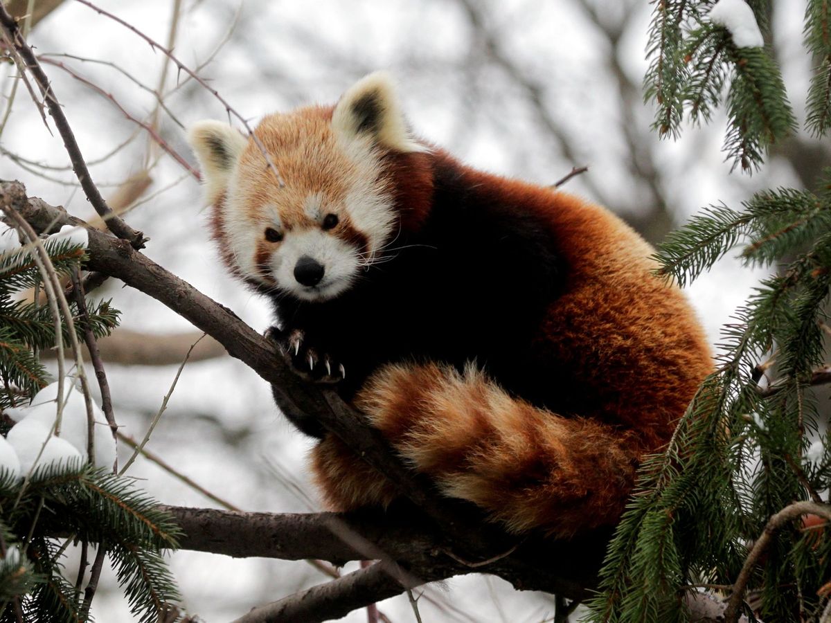 Foto: Apenas quedan 10.000 ejemplares de pandas rojos en el mundo (Reuters/Herwig Prammer)