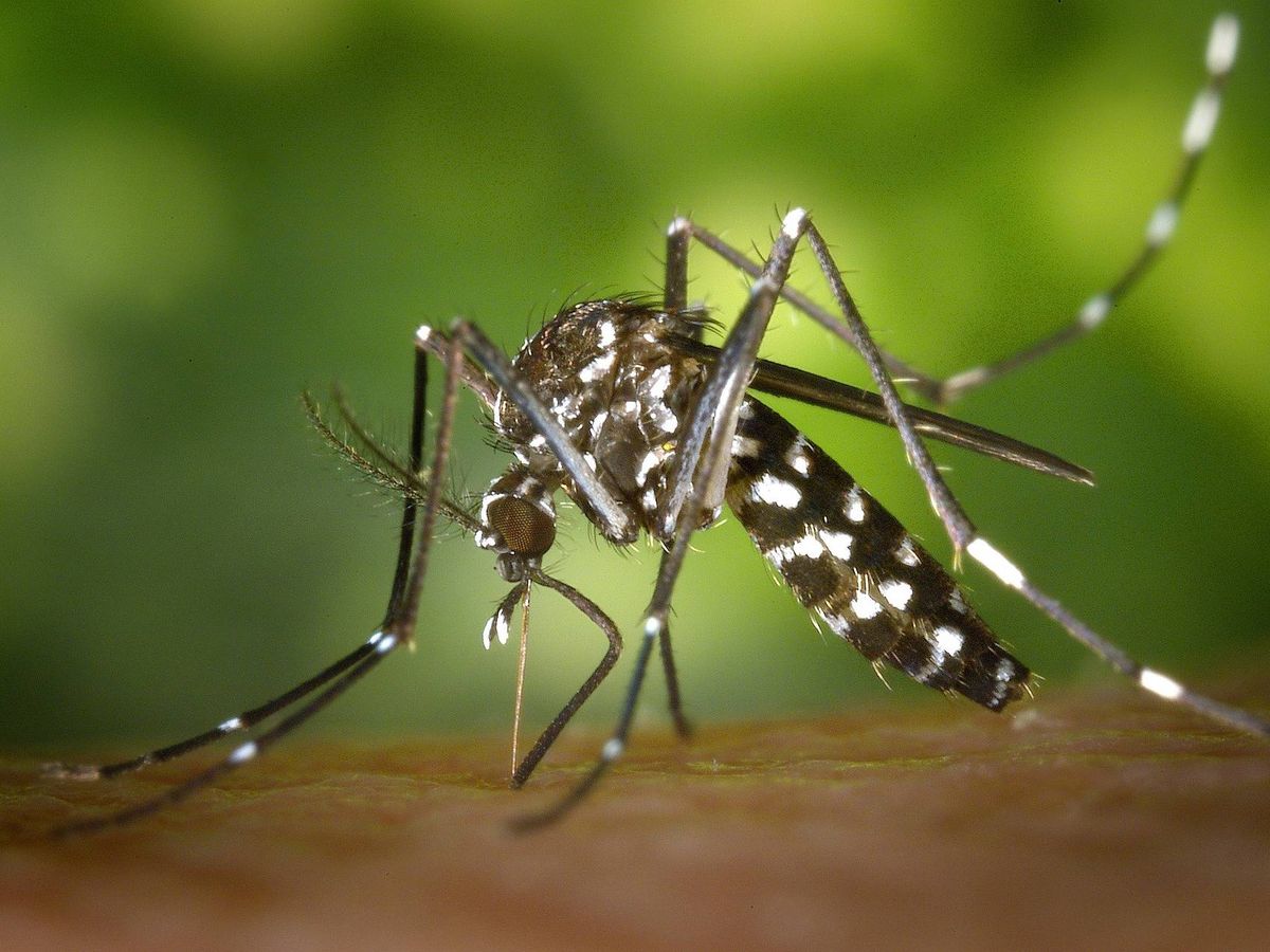 Foto: Un ejemplar de mosquito tigre pica a una persona (Pixabay)