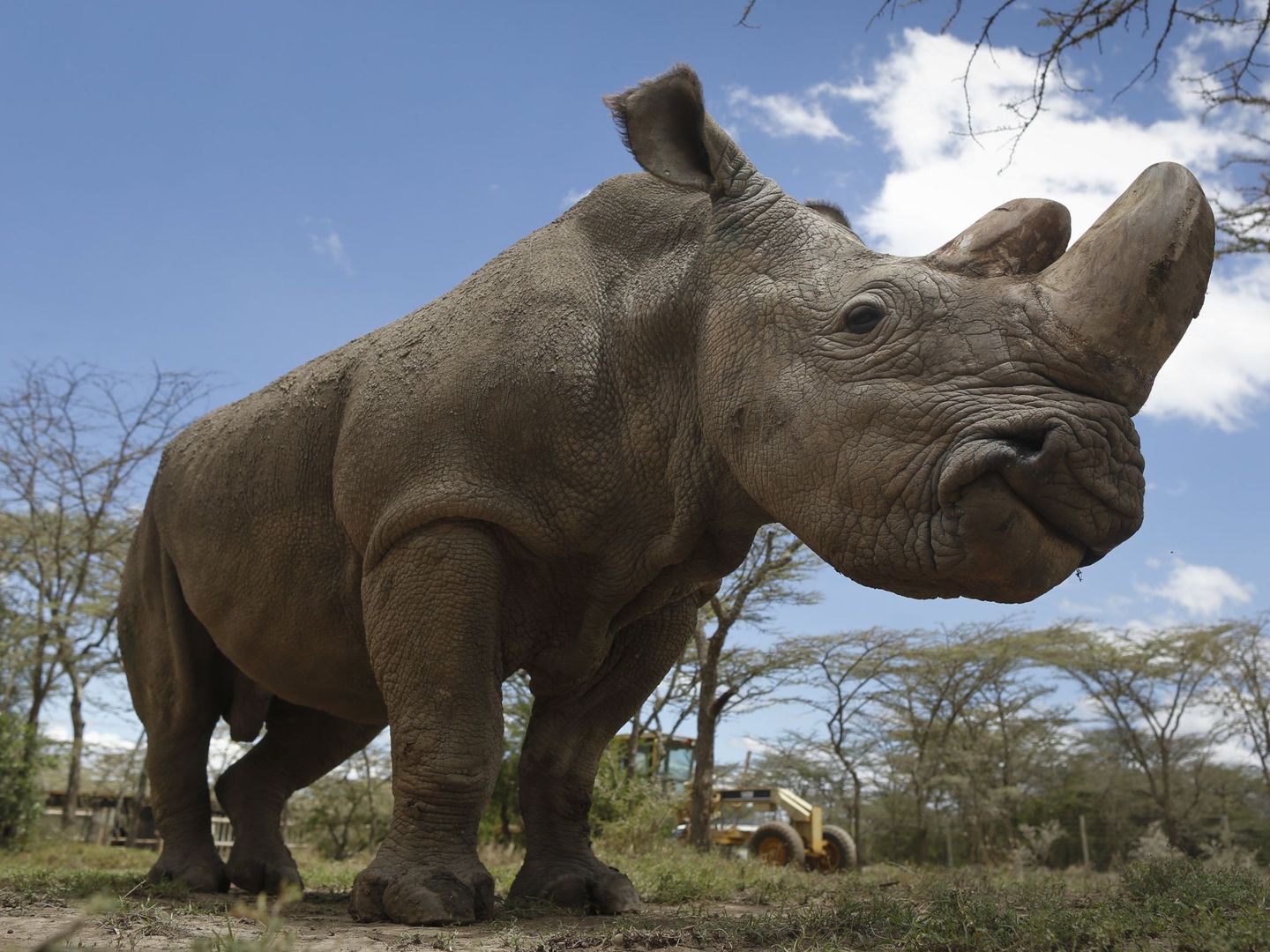 Sudán, de 43 años, es el último rinoceronete blanco del norte vivo (Foto: EFE)