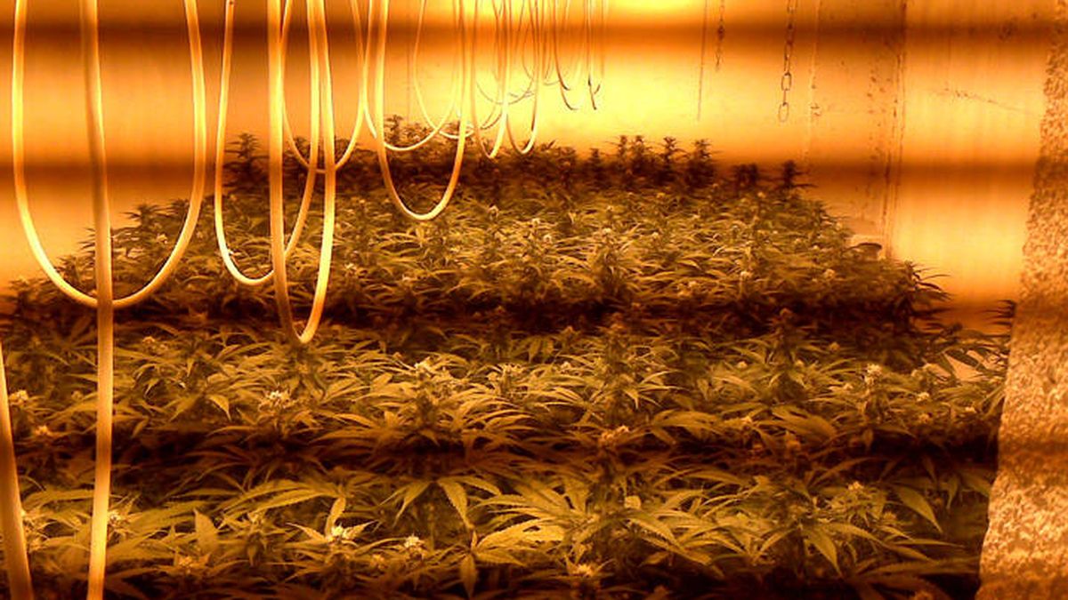 Localizan un cultivo con 232 plantas de marihuana en Almería