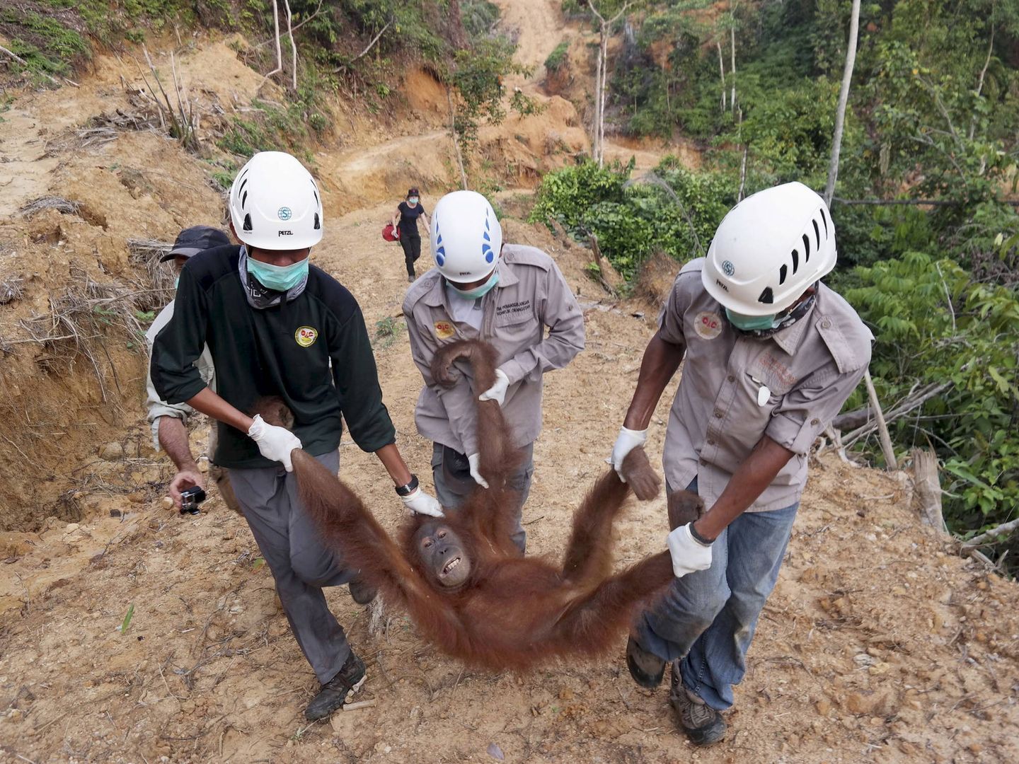 Conservacionistas rescatan a una hembra de orangután que había quedado aislada en una pantación de aceite de palma, en Langkat, Sumatra. (Reuters)