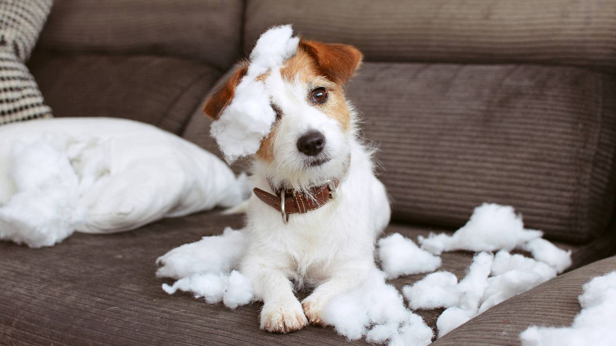 Cómo eliminar los malos olores de tu mascota en casa