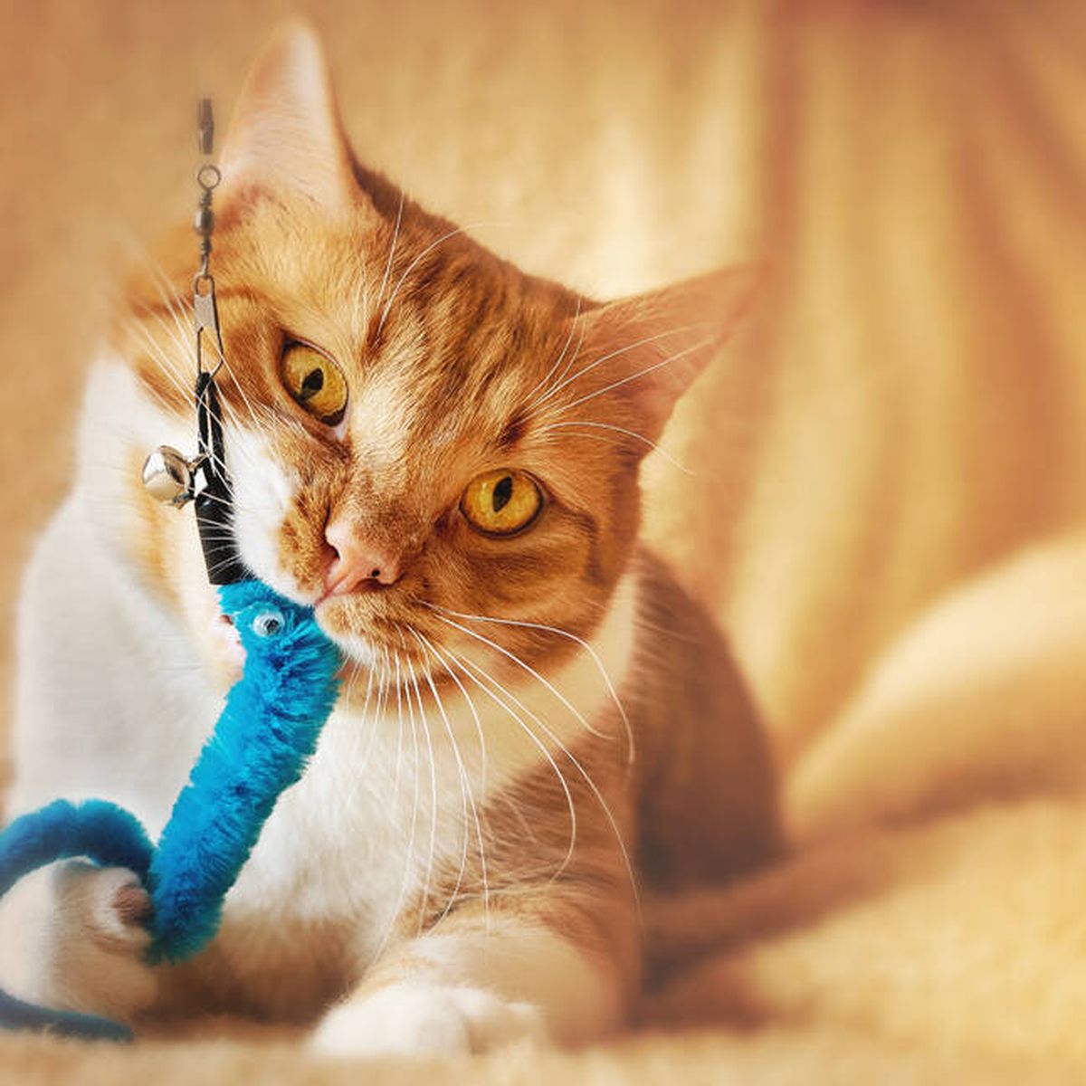 Cómo hacer un rascador de cuerda para tu gato?