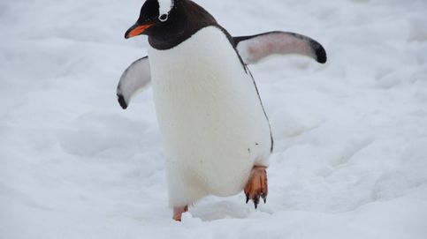 Aparece en las costas de Nueva Zelanda un pingüino que habita en la Antártida