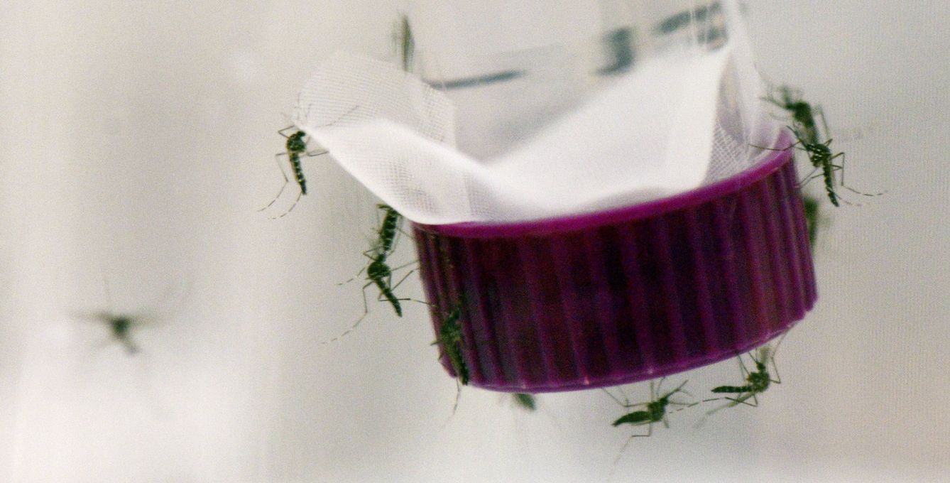 El virus del Zika se transmite por la picadura del mosquito 'Aedes aegypti'. (EFE)