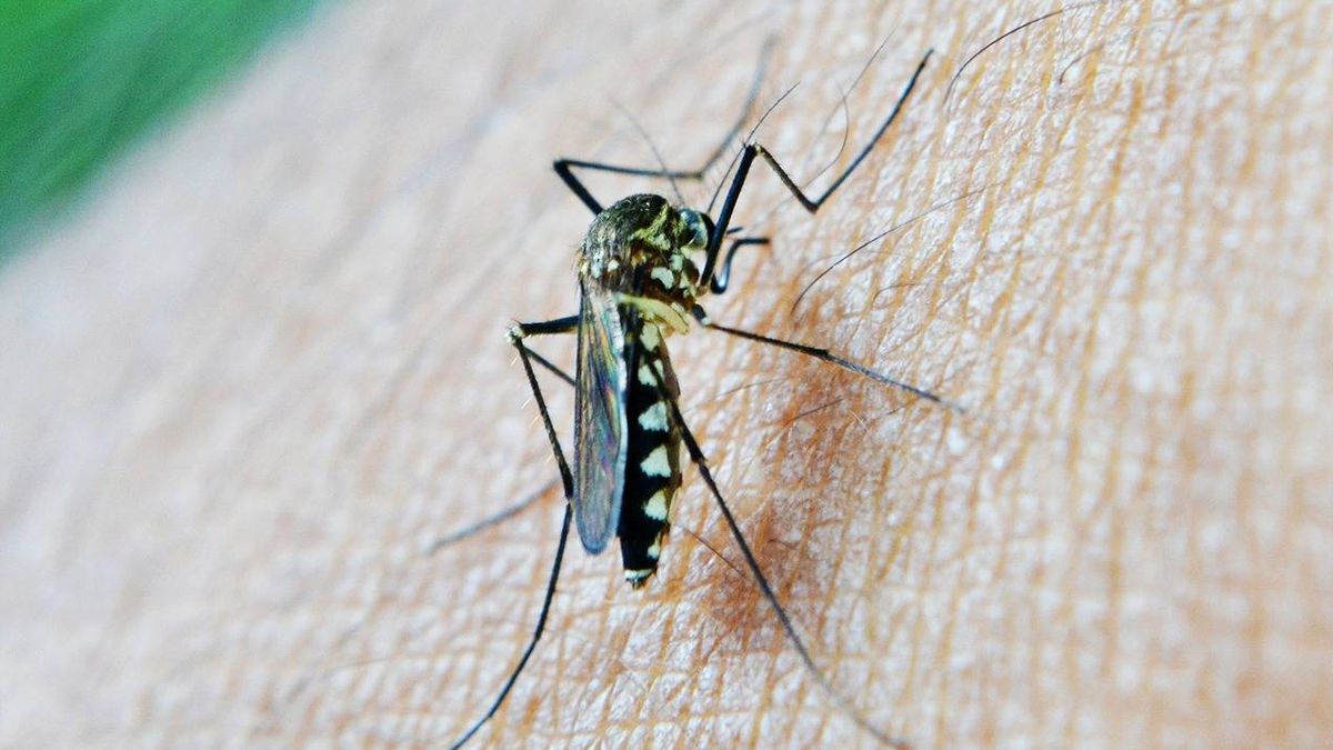 El 'obsceno' motivo por el que te pican los mosquitos y otras rarezas de estos insectos